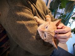 -喵屿·大理花园猫咖