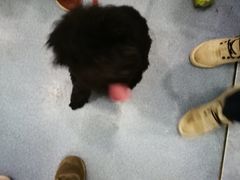 -伟伟宠物医院·CT影像中心·瑞派犬猫综合性门诊(汉口总院)