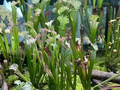 -国家植物园南园