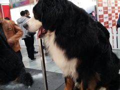 -东浩兰生上海世博展览馆