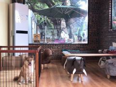 -柴犬高等学院·狗咖·柴犬售卖·宠物训练