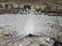 -栾川竹海野生动物园