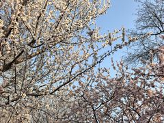 -桃花堤公园
