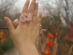 -天适樱花悠乐园