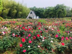 -宜兴龙背山森林公园