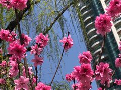 -西北湖绿化广场