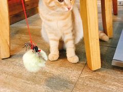 -猫咪咖啡·猫咖(万达广场店)