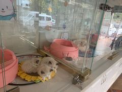 -糯米喵星人总部直营旗舰店·猫舍·幼猫出售
