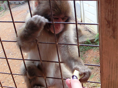 -岚山猴子公园