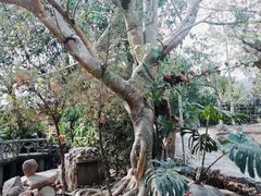 -瑞丽独树成林风景区