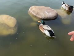 -莲湖公园