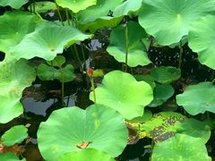 -荷塘月色湿地公园·向阳花洲