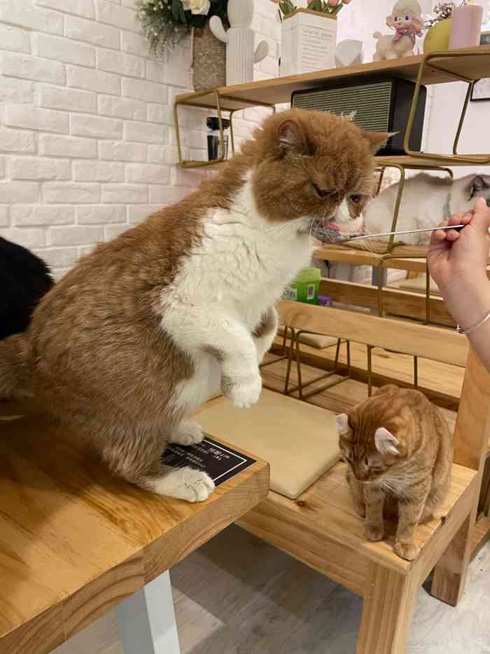 三月猫咖-"朋友家娃娃超级喜欢猫,但是我朋友说她还太.