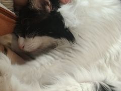 -平行世界·猫咖(首经贸店)