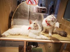 -屋虎猫馆(宝安大仟里店)