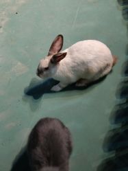 -酷嗒动物文化乐园(cutezoo西溪乐天城店)