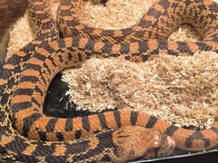 -帕帕拉兹宠物(亚洲旗舰店)