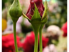 -人民公园(罗湖区)