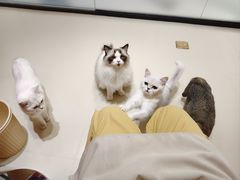 -三花喵·撸猫购宠·宠物生活馆(虹桥南丰城店)