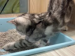 -屋虎猫馆(宝安大仟里店)