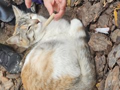 -龙华素斋(龙华路店)