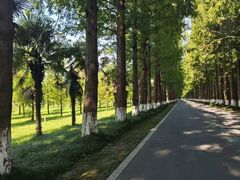 -黄海国家森林公园