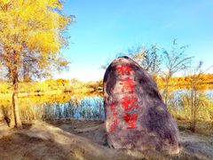 -金塔沙漠胡杨林景区