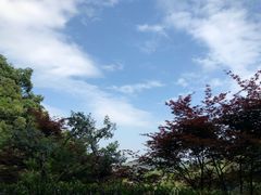 -十八棵（老龙井）御茶园(老龙井店)