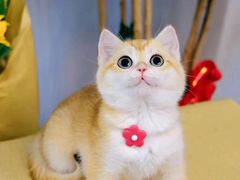 -喵百万·布偶·蓝金金渐层英短·猫舍(百子湾店)