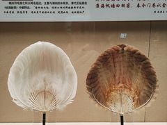 -中国扇博物馆