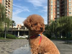 -芭比堂动物医院·犬猫全科·异宠专科(雁塔分院)