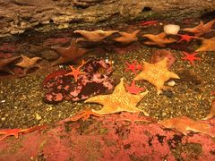 -西雅图水族馆