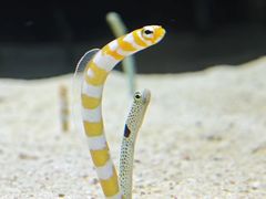 -大阪海游馆