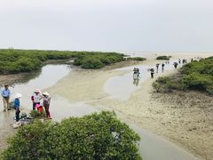 -北海金海湾红树林生态旅游区