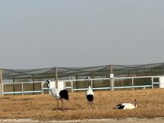 -盐城丹顶鹤湿地生态旅游区
