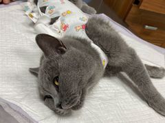 -纳吉亚猫专科动物医院博雅分院