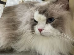 -芭比堂动物医院·24小时·眼科中心(深圳中心)