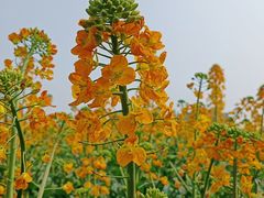 -中国天府农业博览园