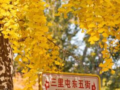 -三里屯东五街银杏大道