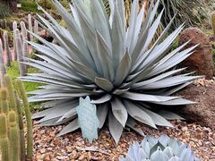 -墨尔本皇家植物园