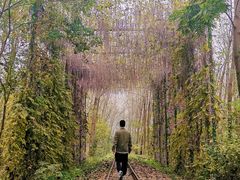 -合肥滨湖国家森林公园