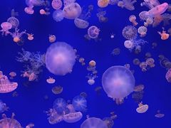 -江和美海洋公园