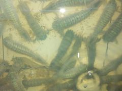 android_upload_pic-浪琴湾尾角仔海鲜坊