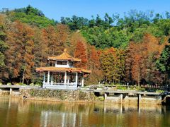-深圳仙湖植物园