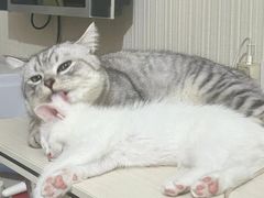 -宠颐生宠物医院·心肾内科·猫专科诊疗中心宠巢店