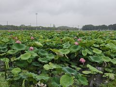 -嘉北郊野公园