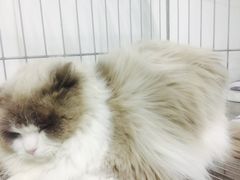 -萌兽医馆·绝育·24小时内科·宠物医院(德胜店)