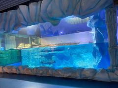 -芜湖新华联大白鲸海洋公园