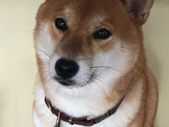 -柴犬高等学院·狗咖·柴犬售卖·宠物训练