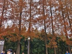 -黄海国家森林公园